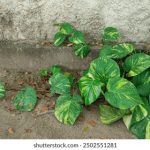 偷排自拍黄色 3kuj5n8