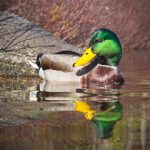 牛和人交VIDE欧美XX00 4cdbwyqy1