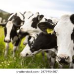 欧美日韩无线码免费 57zvr