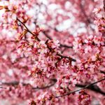 在线日本妇人成熟免费 nu21twkk