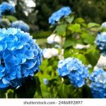 日韩精品一在线观看视频 xw85u06bxp